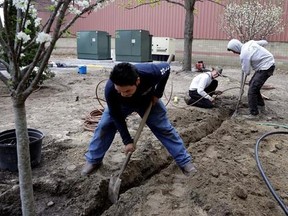 In this April 25, 2017 photo, Stephen Faulkner, middle, owner of Faulkner&#039;s Landscaping & Nursery, installs an irrigation system alongside his workers Gonsalo Garcia, left, and Jalen Murchison, right, at a landscape project in Manchester, N.H. Innkeepers, restaurateurs and landscapers around the U.S. say they‚Äôre struggling to find seasonal help and turning down business in some cases because the government tightened up on visas for temporary foreign workers. At issue are H-2B visas, which are