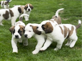 Six five week old Saint Bernard dogs have fun in their outdoor enclosure at the Barry Foundation in Martigny, Switzerland, Tuesday, May 2, 2017. (Thomas Delley/Keystone via AP) ORG XMIT: LGL105