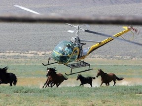FILE - In this July 13, 2008 file photo a livestock helicopter pilot rounds up wild horses from the Fox & Lake Herd Management Area from the range in Washoe County, Nev., near the town on Empire, Nev. Wild horse advocates say President Trump&#039;s new budget proposal would undermine protection of an icon of the American West in place for nearly a half century and could send up sending thousands of free-roaming mustangs to slaughter houses in Canada and Mexico. (AP Photo/Brad Horn, File)