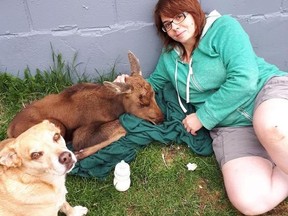 Brandi Calder is shown sitting next to a baby moose in this undated handout image from Newfoundland. Calder who bottle-fed a baby moose after it got lost in the woods without its mother is reeling after the local SPCA put the animal down. THE CANADIAN PRESS/HO