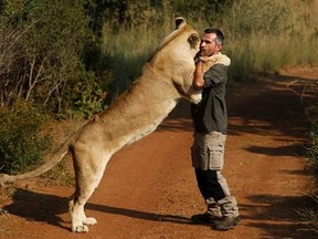 In this photo taken on Wednesday, March 15, 2017, Kevin Richardson, popularly known as the &ampquot;lion whisperer&ampquot;, interacts with one of his lionesses in the Dinokeng Game Reserve, near Pretoria, South Africa. Richardson seeks to raise awareness about the plight of Africa&#039;s lions, whose numbers in the wild have dwindled in past decades. (AP Photo/Denis Farrell)