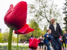 A little rain didn't stop hundreds of people from enjoying the tulips at Commissioners Park near Dow's Lake Monday May 22, 2017. (Photo/Darren Brown) Assignment: 126664