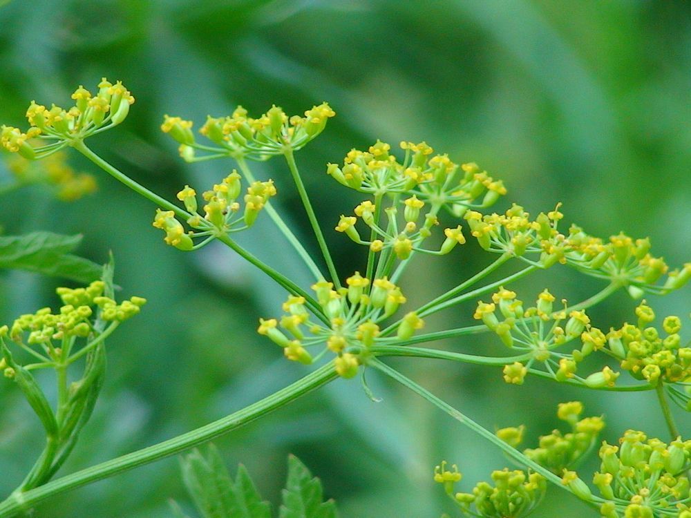 How to tell dangerous wild parsnip from other plants | Ottawa Citizen