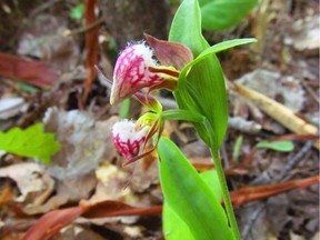 A two-headed ram's head ladyslipper orchid found near Gracefield.