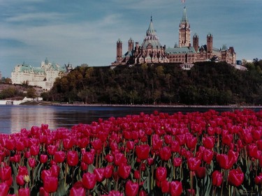 Tulips and Parliament Hill, during Canadian Tulip Festival, Ottawa, 2000.