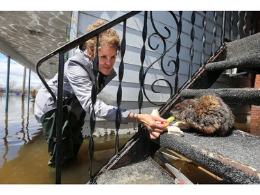 Water is starting to drop around Rue Saint-Louis in Gatineau Wednesday May 10, 2017. Home owners around the Gatineau area can only wait until the water goes away before the clean up can begin. A baby ground hog was stuck on some stairs surrounded by water on Rue Jacques-Cartier in Gatineau Wednesday. Christiane Thibault came along and gave him some food to survive Wednesday.
