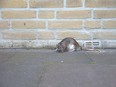 A census of the the number and location of rats in Ottawa, as well as a plan to manage the rodents, would take extra staff and money, city officials say.