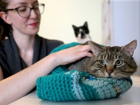 Josée Cyr (pictured) opens the Feline Cafe in Hintonburg Wednesday (May 10, 2017), where people can snuggle and pet a kitty while sipping their coffee.