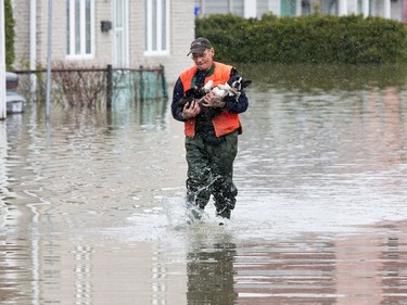 Local resident Andre Belanger carries his dog Rocky from his home on the flooded Rue Moreau in Gatineau as flooding continues throughout the region in areas along the local rivers.