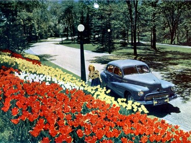 In the late 1940s, photographer Malak Karsh captured young housewife, Rigmore Adamson, among the tulips.