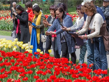 Many photographers enjoying the tulips in Commissioners Park as the annual Canadian Tulip Festival gets underway in Ottawa and runs through until May 22.  Wayne Cuddington/Postmedia