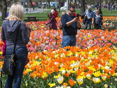 Many photographers enjoying the tulips in Commissioners Park as the annual Canadian Tulip Festival gets underway in Ottawa and runs through until May 22.  Wayne Cuddington/Postmedia