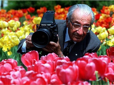 May 7, 1998 World-renowned photographer, Malak Karsh, shooting the tulips he's made famous around the world in downtown Ottawa,.