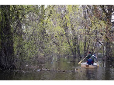 Men make their way through a wooded area near Rue Saint-Louis in a little boat.  Water levels in Gatineau have started to come down in the flooding but major damage is starting to show Saturday May 13, 2017.