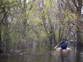 Floods, like forest fires, bring important periodic renewal.