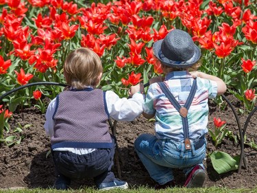 Nash Bailey, 4, (left) and his brother Finn Bailey, 2, enjoy the tulips in Commissioners Park as the annual Canadian Tulip Festival gets underway in Ottawa and runs through until May 22.  Wayne Cuddington/Postmedia