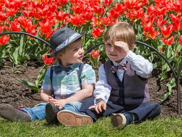 Nash Bailey, 4, (right) shields his eyes from the sun while his brother Finn Bailey, 2, looks on while mom tries to get a photo of them in front of the tulips in Commissioners Park as the annual Canadian Tulip Festival gets underway in Ottawa and runs through until May 22.  Wayne Cuddington/Postmedia