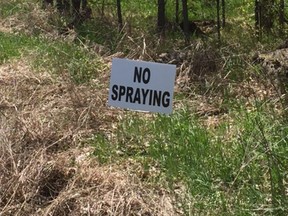 Last year, opponents of the wild parsnip eradication programs can opt out by posting these signs. That's no longer an option.