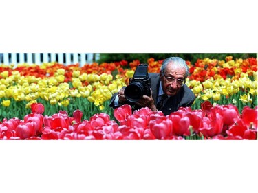 World-renowned photographer, Malak Karsh, shooting the tulips he's made famous around the world in downtown Ottawa, sets up a photo of the tulips in bloom near Parliament Hill in Ottawa. The city's annual tulip festival began May 8.