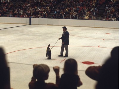 NHL Pittsburgh Penguins żywy pingwin