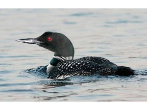 Every May, loons are tortured by a particular type of blackfly, and their only escape is to dive under water.