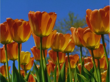 Tulips on Parliament Hill by Malak Karsh, 1981