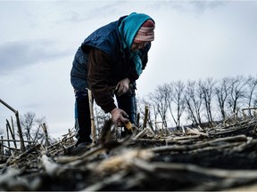 A picture taken on April 6, 2015, shows Lida Antonova, 79, collecting corn in a field near the village of Petropavlivka. As a tenuous ceasefire brings a lull to Ukraine's yearlong conflict between pro-Russian rebels and Ukrainian troops. NATO must issue an ultimatum to get Russia out of Ukraine, writes Oksana Bashuk Hepburn.