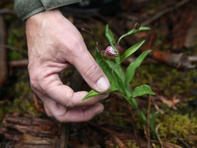 There are at least 150,000 ram's head ladyslippers growing at Braeside Quarry near Arnprior.