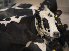 File photo of a Holstein dairy cow.