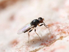 An antler fly. (Credit: Russell Bonduriansky)