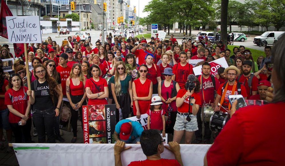 Animal Rights Activists March For An End To Slaughterhouses, Animal ...