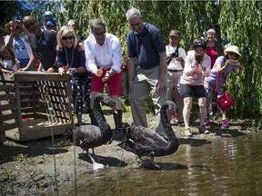 Mayor Jim Watson and others welcome a pair of Australian black swans back to the Rideau River Saturday. It is the 50th anniversary of the gift of the Royal Swans.