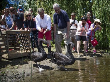 The Royal Swans, two Australian Black and two Mute White, were released into the Rideau River during a family event at Brantwood Park Saturday June 24, 2017.