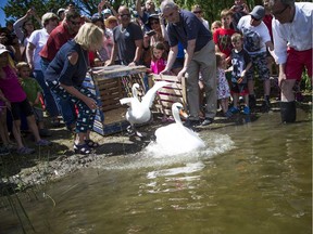 The Royal Swans, two Australian Black and two Mute White, were released into the Rideau River during a family event at Brantwood Park Saturday June 24, 2017.