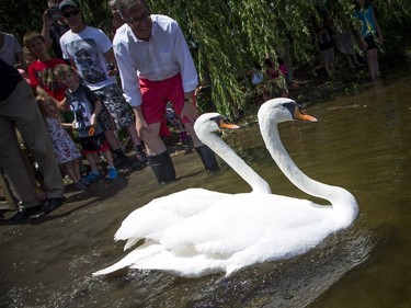 Mayor Jim Watson, top, monitors developments as the Royal Swans, including two Australian Black and two Mute White, were released into the Rideau River during a family event at Brantwood Park on Saturday.   Ashley Fraser/Postmedia