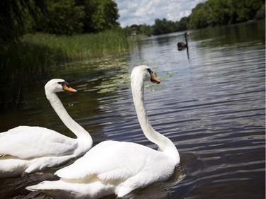 The Royal Swans, two Australian Black and two Mute White, were released into the Rideau River during a family event at Brantwood Park Saturday June 24, 2017.