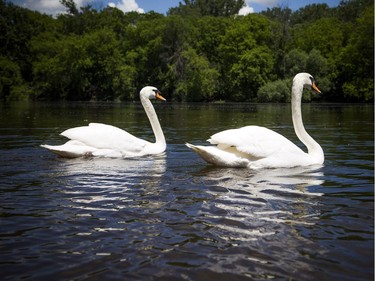 The Royal Swans, two Australian Black and two Mute White, were released into the Rideau River during a family event at Brantwood Park Saturday June 24, 2017.