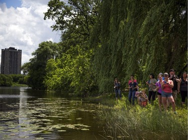 People stand along the Rideau River at Brantwood Park Saturday June 24, 2017 as the royal swans were released.