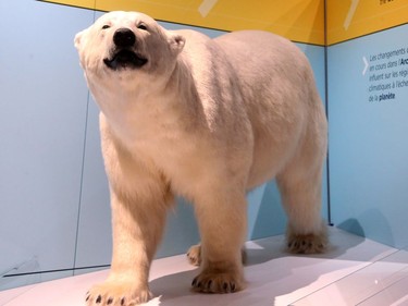 Polar bear exhibit. The media got a sneak peek at the Canadian Museum of Nature's new permanent Canada Goose Arctic Gallery Tuesday (June 20, 2017). The 8,000 foot space -  filled with over 200 specimens and artifacts, including a rotating Indigenous gallery and huge moving ice display -  is the museum's Canada 150 legacy project that will open to the public Wednesday (June 21, 2017). Julie Oliver/Postmedia
Julie Oliver, Postmedia