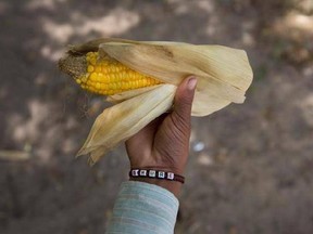 In this Thursday June 8, 2017 photo, Indian boy Bhure holds a cooked corn as he sells it along a busy expressway in Noida, India. Bhure says he at times receives job offers from some of his customers promising double of what he earns. Every 100 meters (330 feet) or so there are children selling corn along this busy expressway on the outskirts of New Delhi. According to India‚Äôs 2011 census, boys them him are part of the estimated 8.3 million child laborers In India. Uttar Pradesh state, where N