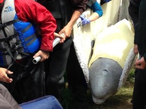 A beluga whale is rescued after getting stuck in the Nepisiguit River in Bathurst, N.B., on Thursday, June 15, 2017, in this handout photo. A marine mammal group says it is unclear whether a young whale flown from a New Brunswick river to Quebec is able to eat or has joined other belugas. THE CANADIAN PRESS/HO - Fisheries and Oceans Canada, GREMM ou Whale Stewardship Project *MANDATORY CREDIT*