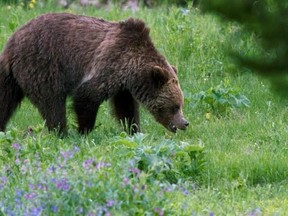 FILE - In this Wednesday, July 6, 2011, file photo, a grizzly bear roams near Beaver Lake in Yellowstone National Park. The U.S. Interior Department announced Thursday, June 22, 2017, that the grizzly population in the Yellowstone vicinity has recovered and federal protections will be lifted, which will allow Montana, Wyoming and Idaho to hold limited bear hunts outside park boundaries. (AP Photo/Jim Urquhart, File)