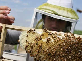 FILE - In this May 27, 2015, file photo, volunteer Ben Merritt, a graduate student at the University of Cincinnati, checks honeybee hives for queen activity and performs routine maintenance as part of a collaboration between the Cincinnati Zoo and TwoHoneys Bee Co., in Mason, Ohio. A common and much-criticized pesticide dramatically weakens already vulnerable honey bee hives, according to a new massive in-the-field study in three European countries. For more than a decade, the populations of hon