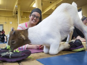 Namaste with goats: Farms near Toronto get in on the goat yoga craze