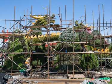 A group of dragons as prepared by a group from China as we get a sneak peek tour of the MosaiCanada 150 gardens opening at the end of June in Jacques Cartier Park in Gatineau.