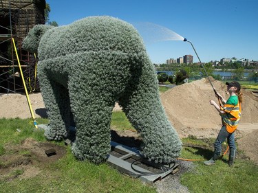 A polar bear is watered by horticulturist Valérie Bouladier as we get a sneak peek tour of the MosaiCanada 150 gardens opening at the end of June in Jacques Cartier Park in Gatineau.