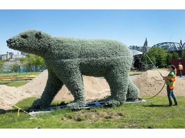 A polar bear is watered by horticulturist Valérie Bouladier as we get a sneak peek tour of the MosaiCanada 150 gardens opening at the end of June in Jacques Cartier Park in Gatineau.