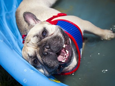 Antonio a two and a half year-old french bull dog was so happy to cool down and have a swim in a little pool at the Ottawa Dog Festival on the grounds of the RA Centre Sunday June 11, 2017.   Ashley Fraser/Postmedia