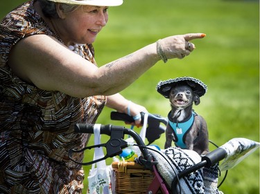 Diane Pearce and Poochie a blue chihuahua who was dressed in a sombrero at the Ottawa Dog Festival on the grounds of the RA Centre Sunday June 11, 2017.   Ashley Fraser/Postmedia