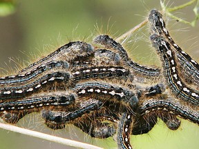 Forest tent caterpillars like these are thriving in Ontario this year in what might be the beginning of a multiyear outbreak.
